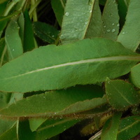 Meconopsis 'P. C. Abildgaard'